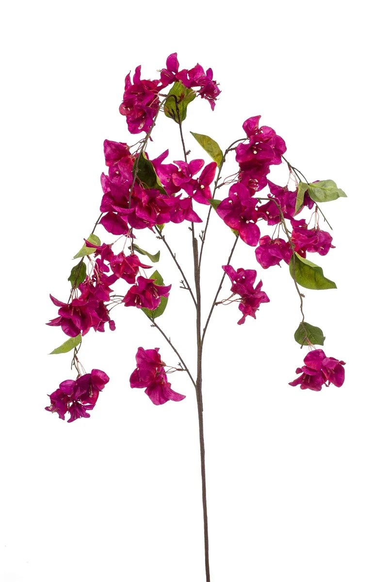 Emerald - Bougainvillea hanging spray fuchsia - ForYouLiving